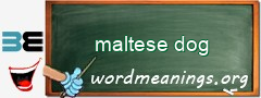 WordMeaning blackboard for maltese dog